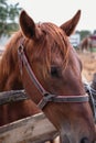 Portrait of a beautiful brown horse Royalty Free Stock Photo