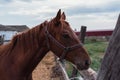 Portrait of a beautiful brown horse Royalty Free Stock Photo