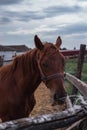 Portrait of a beautiful brown horse Royalty Free Stock Photo