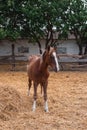 Portrait of a beautiful brown horse Royalty Free Stock Photo