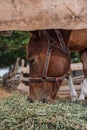 Portrait of a beautiful brown horse Royalty Free Stock Photo