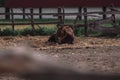 Portrait of a beautiful brown horse Royalty Free Stock Photo