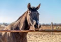 Portrait of a beautiful brown horse with smart faithful eyes, walking in the field and looking for a camera