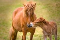 a portrait of a beautiful brown mare of an Icelandic Horse near to her cute small brown foal Royalty Free Stock Photo