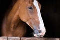 Portrait of a beautiful purbred horse Royalty Free Stock Photo