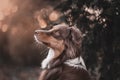 Portrait of a beautiful brown and white domestic Australian Shepherd dog posing in nature at sunset Royalty Free Stock Photo