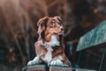 Portrait of a beautiful brown and white domestic Australian Shepherd dog posing in nature at sunset Royalty Free Stock Photo