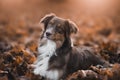 Portrait of a beautiful brown and white domestic Australian Shepherd dog posing in nature at sunset Royalty Free Stock Photo