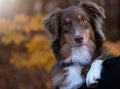 Portrait of a beautiful brown and white domestic Australian Shepherd dog staring at the viewer Royalty Free Stock Photo