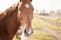 Excuse me a WHAT back ride. Portrait of a beautiful brown and white horse on a farm. Royalty Free Stock Photo