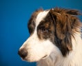 portrait of beautiful bucovina shepherd dog