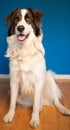 portrait of beautiful bucovina shepherd dog Royalty Free Stock Photo