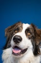 portrait of beautiful bucovina shepherd dog Royalty Free Stock Photo