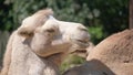 Portrait of a beautiful camel eating and looking at the camera. Wild animals of Africa