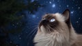 Portrait of a beautiful cat on a background of the night sky Royalty Free Stock Photo
