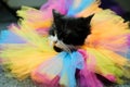 Portrait of a beautiful cat on ballet tutu