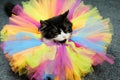 Portrait of a beautiful cat on ballet tutu