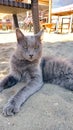 A portrait of the beautiful Grey cat on the beach Royalty Free Stock Photo