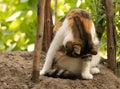 Portrait of a beautiful cat cleaning herself