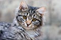 Portrait of a beautiful cat cute adorable kitten Royalty Free Stock Photo