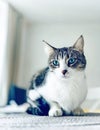 Portrait of a beautiful cat with green eyes. Little green-eyed cat at home Royalty Free Stock Photo