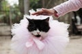 Portrait of beautiful cat with pink tutu and ribbon