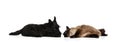 Portrait of beautiful cat and purebred dog isolated on white background. Concept of animal life, friendship, interplay Royalty Free Stock Photo