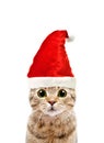 Portrait of a beautiful cat Scottish Straight in a New Year`s cap Royalty Free Stock Photo