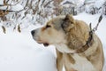 Portrait of a beautiful Central Asian Shepherd Dog in profile against a background of white snow. Royalty Free Stock Photo