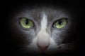 Portrait Of A Beautiful Chartreux Cat Close-up