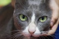Portrait Of A Beautiful Chartreux Cat Close-up