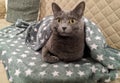 Portrait of beautiful chartreux cat with cover