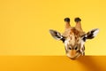 Portrait of a beautiful cheerful giraffe isolated on a yellow background. Banner with a funny giraffe