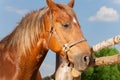 Portrait of beautiful chestnut brown horse