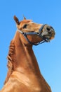 Portrait of the beautiful chestnut colour horse on the blue sky background Royalty Free Stock Photo