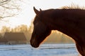Portrait of beautiful chestnut horse looking to the farmhouse in sunset Royalty Free Stock Photo