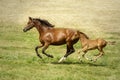 Chestnut mare galloping with her sorrel foal Royalty Free Stock Photo