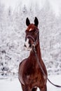 Portrait of beautiful chestnut mare in snow forest Royalty Free Stock Photo