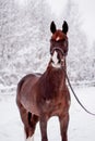 Portrait of beautiful chestnut mare in snow forest Royalty Free Stock Photo