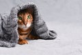 Portrait of beautiful Christmas bengal cat with green eyes in grey knitted sweater wrap Royalty Free Stock Photo