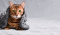 Portrait of beautiful Christmas winter bengal cat with green eyes in gray knitted sweater Royalty Free Stock Photo