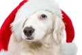 PORTRAIT OF A BEAUTIFUL CHRISTMAS DOG, WITH BLUE EYES WEARING A RED SANTA CLAUS OR ELF HAT Royalty Free Stock Photo