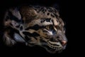 Portrait of beautiful Clouded Leopard isolated on black background.
