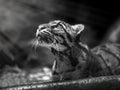 Portrait of beautiful Clouded Leopard on black background. black and white. Leopard cat on a darkness Neofelis Nebulosa