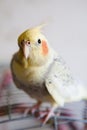 Portrait of Cockatiel Nymphicus hollandicus Royalty Free Stock Photo