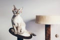 Portrait of a beautiful color point color with blue eyes Devon Rex cat, natural light shoot. Cat uses scratching post. Cat breeds Royalty Free Stock Photo