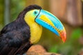 A portrait of the beautiful coloured keel-billed toucan