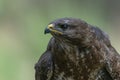 Portrait of a beautiful Common Buzzard Buteo buteo. Royalty Free Stock Photo