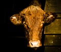 Portrait of a beautiful cow in the daylight