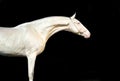 Portrait of beautiful creamello purebred akhalteke young stallion against black background